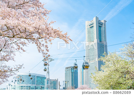 [Kanagawa Prefecture] Yokohama Minatomirai in the spring when cherry blossoms bloom 88662089