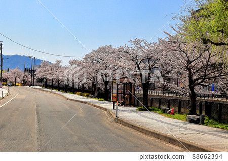 Uchikawa River Green Space Cherry Blossoms Uchikawa River Green Space Cherry Blossoms 88662394