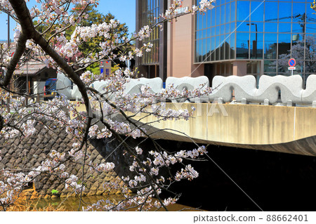 Uchikawa River Green Space Cherry Blossom Chitose Bridge Uchikawa River Green Space Cherry Blossom Chitose Bridge 88662401