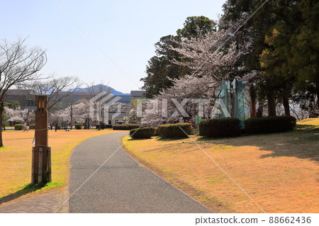 100個日本櫻花景點,鶴岡公園的櫻花 100個日本櫻花景點,鶴岡公園的櫻花 88662436
