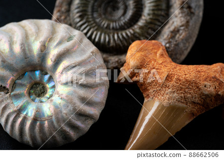 Ammonite and shark tooth fossils Ammonite and shark tooth fossils 88662506