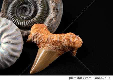 Ammonite and shark tooth fossils 88662507