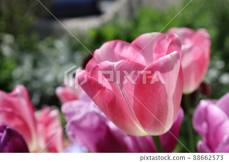 Pink tulip Pink tulip 88662573