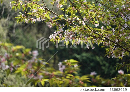 Satoyama Spring: Scenery and image of backlit wild cherry blossoms blooming beside the forest road in Takamine, Sakuragawa City, Ibaraki Prefecture Satoyama Spring: Scenery and image of backlit wild cherry blossoms blooming beside the forest road in Takamine, Sakuragawa City, Ibaraki Prefecture 88662619