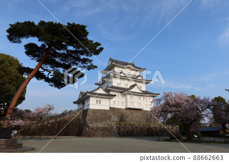 天守閣的風景和小田原城的櫻花 88662663