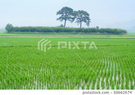 Pyeongsari couple song Pyeongsari couple song 88662674