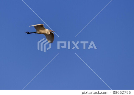 Daisuke Daisuke 88662796