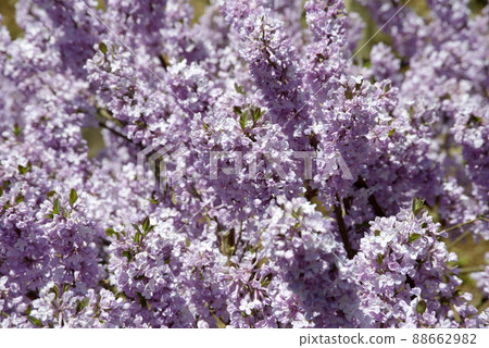 藤木花圖案 88662982