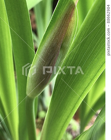 Fun before the rainy season iris bud "Nohanashobu" 88662984