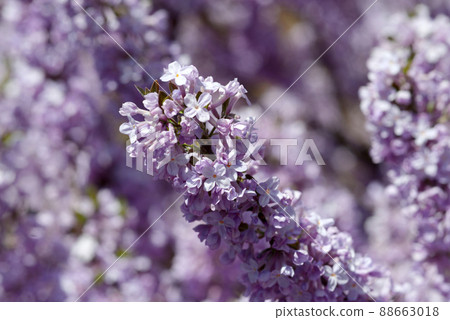 藤木花圖案 88663018