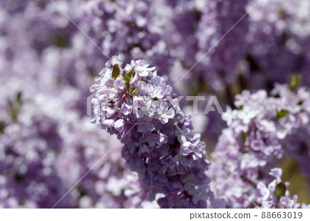 藤木花圖案 藤木花圖案 88663019