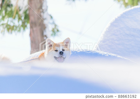 Akita Inu playing in the snow Akita Inu playing in the snow 88663192