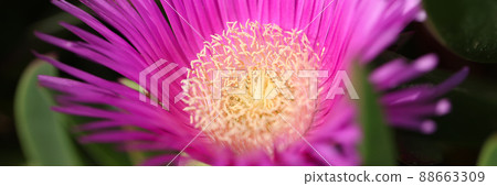 Closeup of beautiful pink color flower with yellow center Closeup of beautiful pink color flower with yellow center 88663309