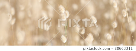 Closeup of dry plant bunny tail background Closeup of dry plant bunny tail background 88663311