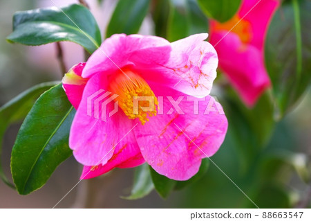 Camellia in full bloom 88663547