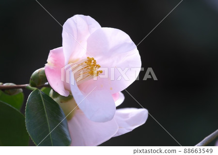 Camellia in full bloom 88663549