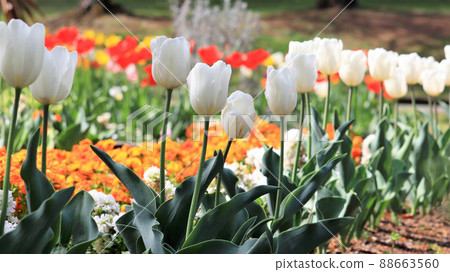 一排鬱金香 88663560