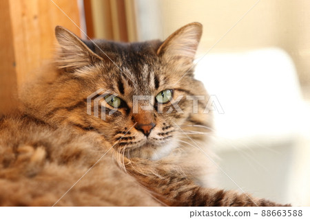 A house cat relaxing by the window A house cat relaxing by the window 88663588