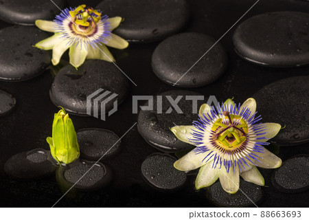 Beautiful spa concept blooming passiflora flower Beautiful spa concept blooming passiflora flower 88663693