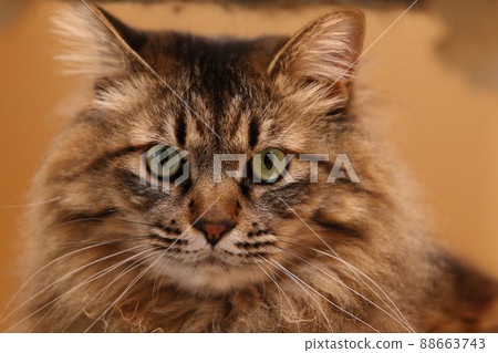 Cat's face up 88663743