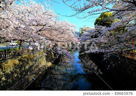 Sakura Sakura Sakura Walk around the Suimon River in full bloom 66 (Suimon River, Ogaki City, Gifu Prefecture) 88663876