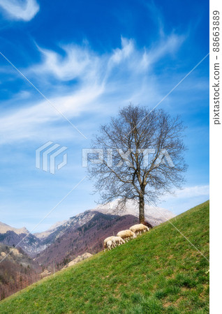 Alpine landscape with sheep under a plant Alpine landscape with sheep under a plant 88663889