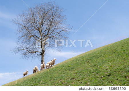 Small flock of sheep near a plant Small flock of sheep near a plant 88663890
