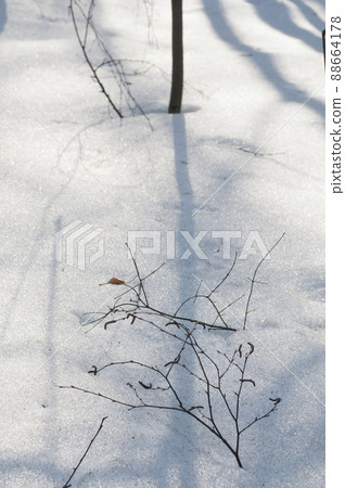 Twig in melting snow, early spring Twig in melting snow, early spring 88664178