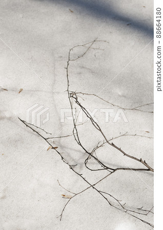 Twig in melting snow, early spring Twig in melting snow, early spring 88664180