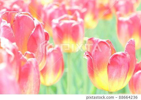 Brilliant tulip fields 88664236