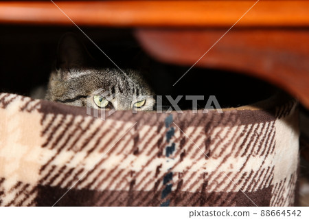 Hiding cat 88664542