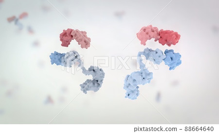 The structure of a typical antibody molecule.Antibodies and amino acids 88664640