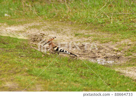 A hoopoe bird, Upupa epops, walks along the road. A hoopoe bird, Upupa epops, walks along the road. 88664733