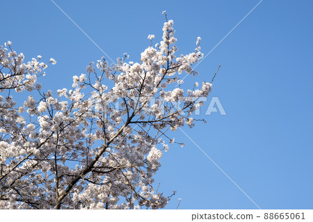 櫻桃樹 櫻桃樹 88665061