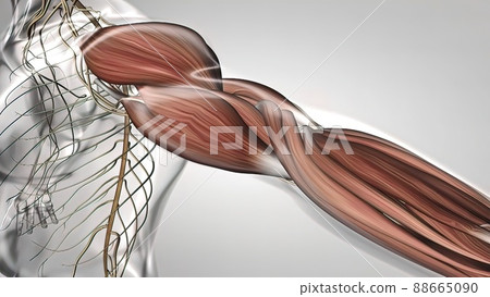 arm muscles and tendon Human Muscle Anatomy arm muscles and tendon Human Muscle Anatomy 88665090