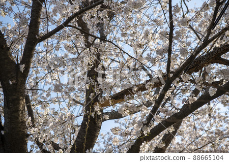Cherry Blossom 88665104