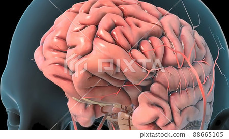 MRI of the blood vessels in the brain and cerebrovascular disease or or hemorrhagic stroke 88665105