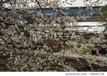 Cherry Blossom 88665106