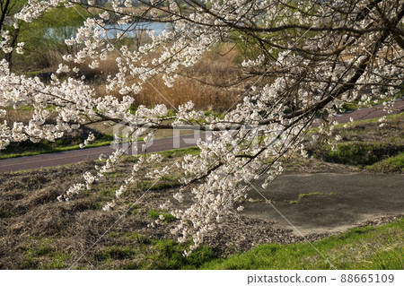 Cherry Blossom 88665109