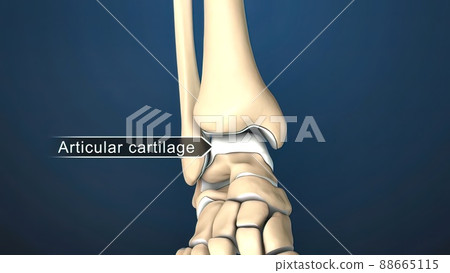 Articular cartilage is the tissue that covers the ends of bones. Articular cartilage is the tissue that covers the ends of bones. 88665115