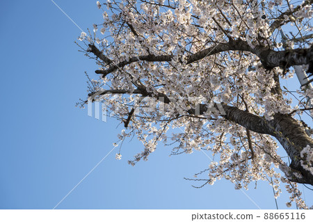 Cherry Blossom Cherry Blossom 88665116