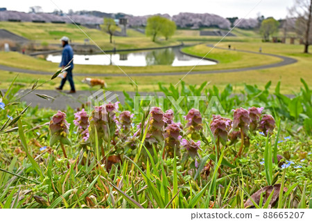Minuma Tadashi: Omiya Daini Park Red Deadnettle 88665207