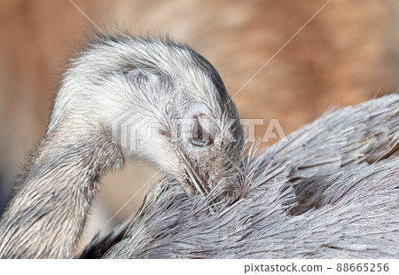 Head shot of a Darwin`s nandoe bird 88665256