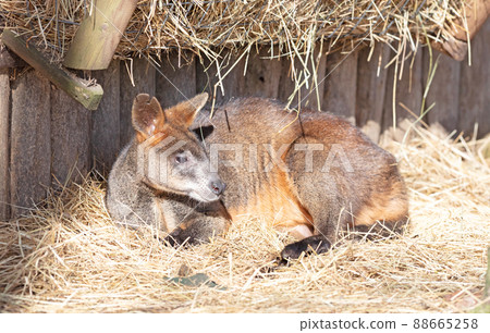 Wallaby resting and enjoying the sun Wallaby resting and enjoying the sun 88665258