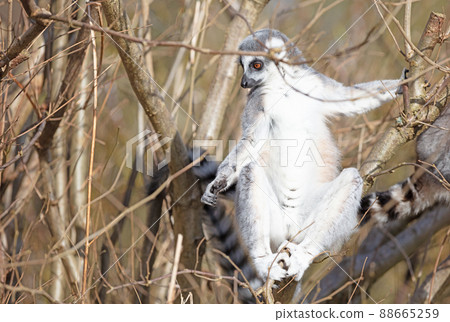 Ring tailed lemur (Lemur catta) Ring tailed lemur (Lemur catta) 88665259