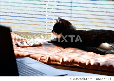 即使你給我看一個計算器,也很難。貓,計算器,商業形象材料。貓圖片素材 即使你給我看一個計算器,也很難。貓,計算器,商業形象材料。貓圖片素材 88665471