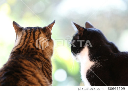 Cat looking out the window Cat looking out the window 88665509