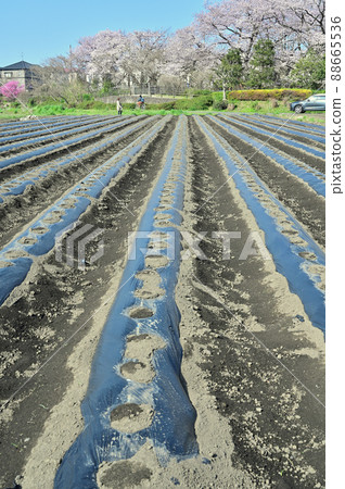 Minuma rice field spring scenery Minuma Park Minuma rice field spring scenery Minuma Park 88665536