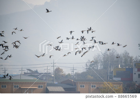 Wild goose 88665569