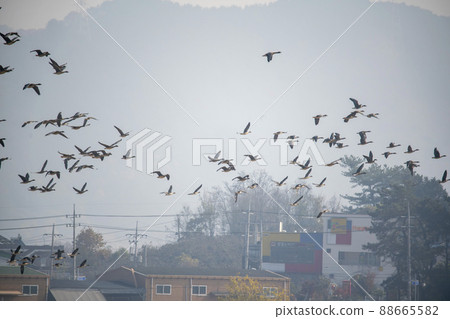 Wild goose 88665582
